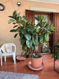 Pianta ficus