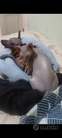 Don Sphynx maschio