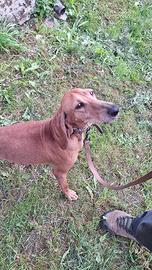 Cane segugio italiano fulvo da lepre