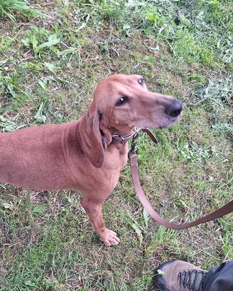 Cane segugio italiano fulvo da lepre
