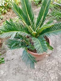 Pianta cycas