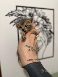 Stupendi cuccioli bengala