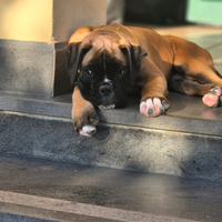 Cucciola di boxer