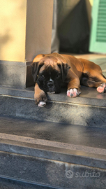 Cucciola di boxer