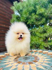 Pomerania Sptiz Toy nano