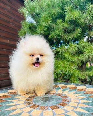 Pomerania Sptiz Toy nano