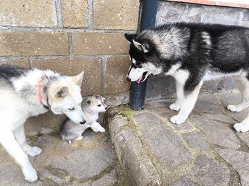 Splendidi Cuccioli di Siberian Husky ?