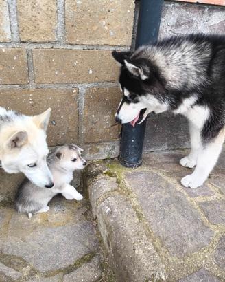Splendidi Cuccioli di Siberian Husky ?