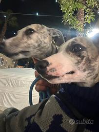 Levrieri whippet