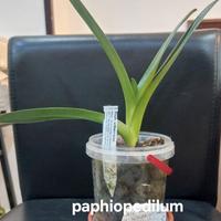 Orchidea Paphiopedilum Wilhelminae