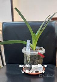 Orchidea Paphiopedilum Wilhelminae
