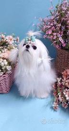Maltese