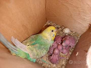 Vari pulli di cocorita