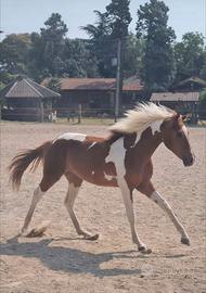 Cavalla Paint