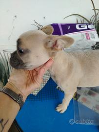 Cucciola femmina di bulldog francese esotica