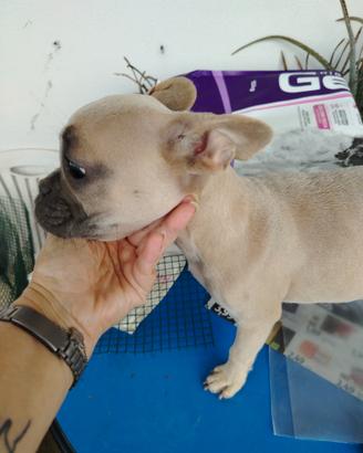 Cucciola femmina di bulldog francese esotica