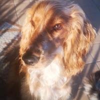 Accoppiamento Cocker Spaniel