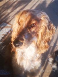 Accoppiamento Cocker Spaniel