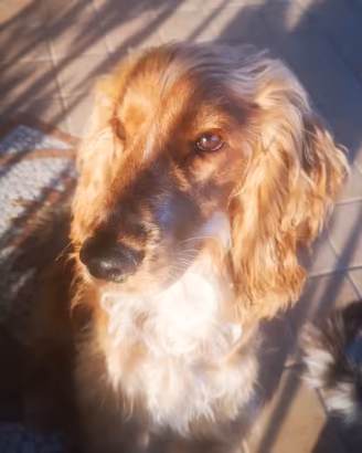 Accoppiamento Cocker Spaniel