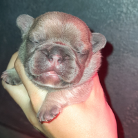 Bulldog francese esotici