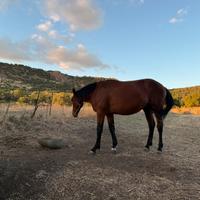 Cavallo