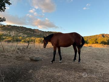 Cavallo