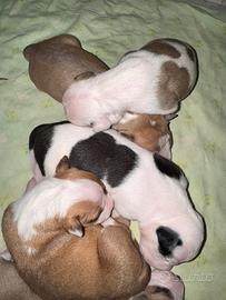 Cuccioli di Amstaff