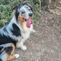 Pastore australiano Blue merle per monta
