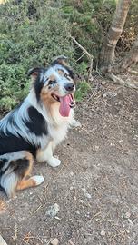 Pastore australiano Blue merle per monta