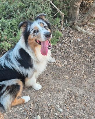 Pastore australiano Blue merle per monta