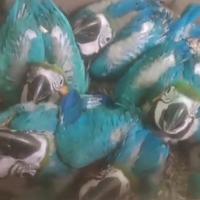 Pappagalli adulti e imbecco