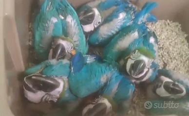 Pappagalli adulti e imbecco