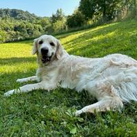 Pensione casalinga per cani di tutte le taglie