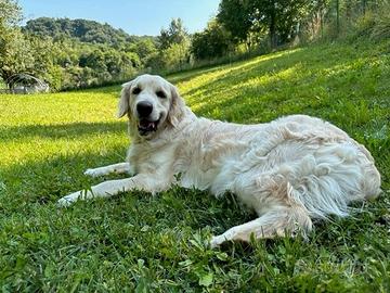 Pensione casalinga per cani di tutte le taglie