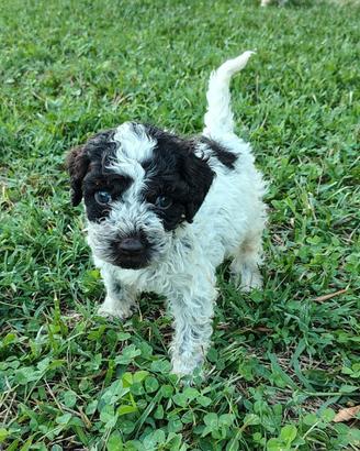 Cuccioli di Lagotto Romagnolo con Pedigree