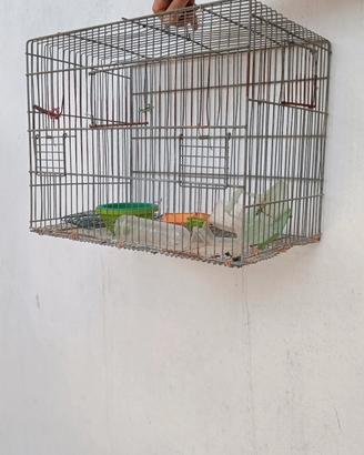 Gabbia uccelli