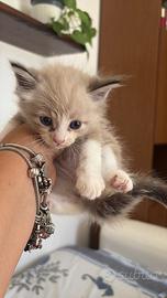 Ragdoll maschi occhi azzurri disponibili