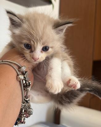 Ragdoll maschi occhi azzurri disponibili