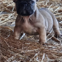Cuccioli di bulldog francese con pedigree enci