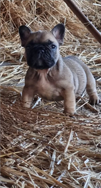 Cuccioli di bulldog francese con pedigree enci