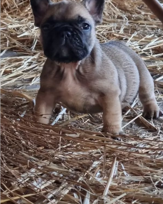 Cuccioli di bulldog francese con pedigree enci