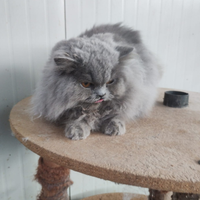 British longhair cucciolone