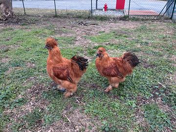 4 Galli moroseta/americanelle