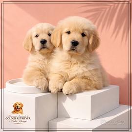 Golden retriever americano