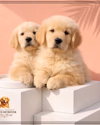 Golden retriever americano