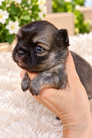 Chihuahua maschietto piccolo super bello