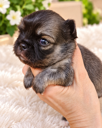 Chihuahua maschietto piccolo super bello