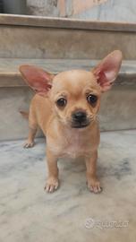 Chihuahua
