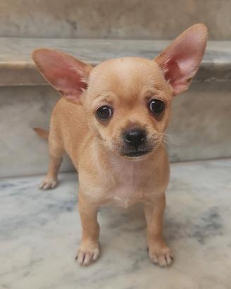 Chihuahua