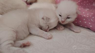Ragdoll con pedigree